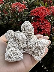 Large desert rose for sale  Delivered anywhere in USA 
