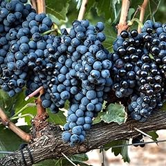Wine grape vine for sale  Delivered anywhere in USA 