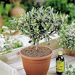 Olivia europeana olive for sale  Delivered anywhere in UK