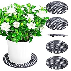 Lfutari pcs plant for sale  Delivered anywhere in USA 