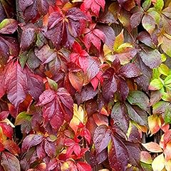 Gardenersdream parthenocissus  gebraucht kaufen  Wird an jeden Ort in Deutschland