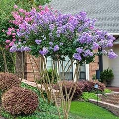 Chuxay garden lilac for sale  Delivered anywhere in USA 