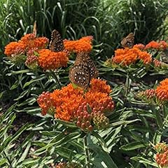 Orange milkweed plant for sale  Delivered anywhere in USA 