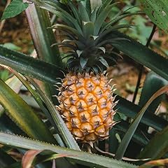 Sugarloaf pineapple plant for sale  Delivered anywhere in USA 