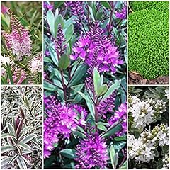 Mixed hebe plants for sale  Delivered anywhere in UK