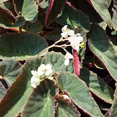 Angel wing begonia for sale  Delivered anywhere in USA 