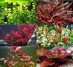 Canton aquatics bright for sale  Delivered anywhere in USA 