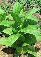 1000x tobacco golden for sale  Delivered anywhere in UK