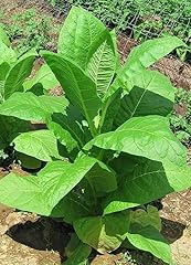 1000x tobacco golden for sale  Delivered anywhere in UK