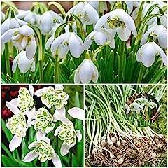 Woodland bulbs double for sale  Delivered anywhere in UK