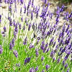 Lavandula dentata seeds for sale  Delivered anywhere in USA 
