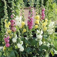 Hollyhock garden ready for sale  Delivered anywhere in Ireland