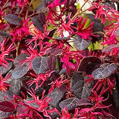 Loropetalum plum gorgeous for sale  Delivered anywhere in UK