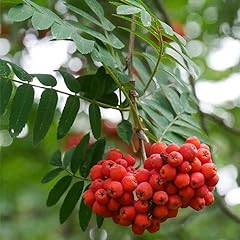 American mountain ash for sale  Delivered anywhere in USA 