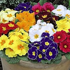 Primrose plugs flower for sale  Delivered anywhere in UK