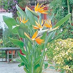9eztropical bird paradise for sale  Delivered anywhere in USA 