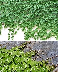 100 ivy vine for sale  Delivered anywhere in USA 