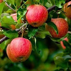 Fuji apple trees for sale  Delivered anywhere in USA 