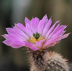 Pack seeeds echinocereus for sale  Delivered anywhere in UK