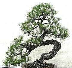 Big pack bonsai for sale  Delivered anywhere in USA 