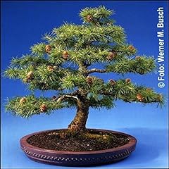 Tropica bonsai larice usato  Spedito ovunque in Italia 