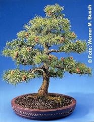 Tropica bonsai larice usato  Spedito ovunque in Italia 