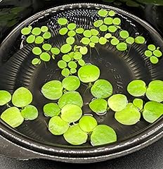 Mini amazon frogbit for sale  Delivered anywhere in USA 