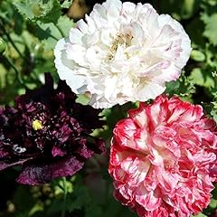 Poppy peony seeds for sale  Delivered anywhere in USA 