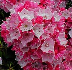 Kalmia latifolia carol for sale  Delivered anywhere in USA 