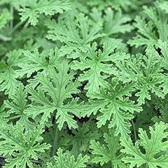 1000 citronella plant for sale  Delivered anywhere in USA 
