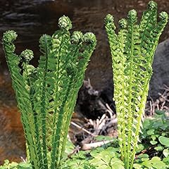 Outdoor ferns shuttlecock for sale  Delivered anywhere in UK