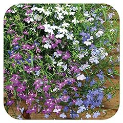 Lobelia fountain mixed for sale  Delivered anywhere in UK