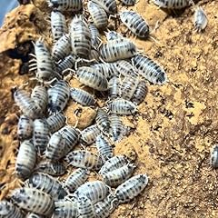 Exo morphs live for sale  Delivered anywhere in USA 