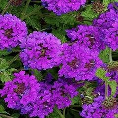 Kviter 2000 purple for sale  Delivered anywhere in USA 