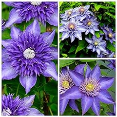 Clematis multi blue for sale  Delivered anywhere in Ireland