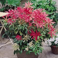 Pieris forest flame for sale  Delivered anywhere in UK