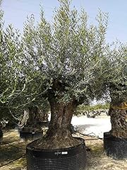 Ulivo olivo"Olea europea" bonsai in vaso circ. tronco 120/140 cm FOTO REALI usato  Spedito ovunque in Italia 
