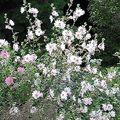 Lavatera clementii barnsley for sale  Delivered anywhere in UK