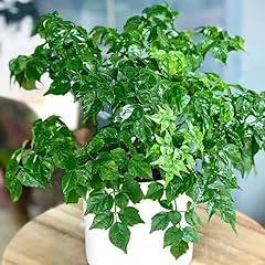 Averar doll plants for sale  Delivered anywhere in USA 