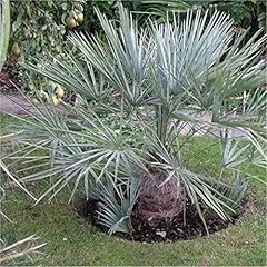 Pianta chamaerops humilis usato  Spedito ovunque in Italia 