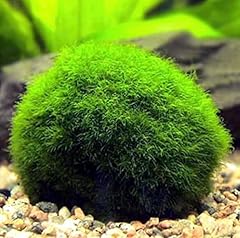 Live moss pebbles for sale  Delivered anywhere in USA 