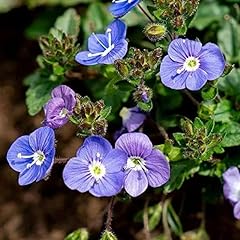 500 creeping speedwell for sale  Delivered anywhere in USA 