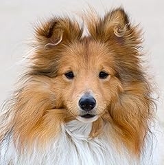 Sheltie shetland sheepdog for sale  Delivered anywhere in UK