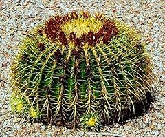 Portal cool echinocactus usato  Spedito ovunque in Italia 