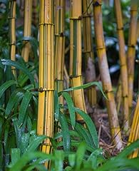 Bambusa vulgaris vittata for sale  Delivered anywhere in USA 