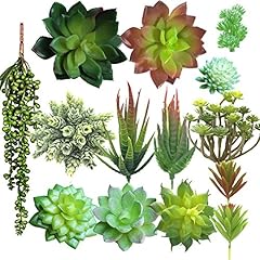 Aisamco piante succulente usato  Spedito ovunque in Italia 