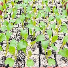 Blumenkohl jungpflanzen clapto gebraucht kaufen  Wird an jeden Ort in Deutschland