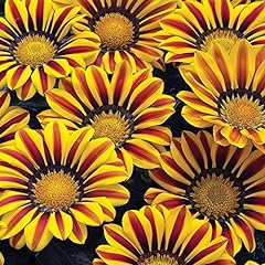 Exotic gazania flower for sale  Delivered anywhere in USA 