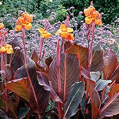 Gardenersdream canna tropicana for sale  Delivered anywhere in UK