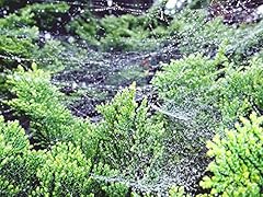 Home comforts green for sale  Delivered anywhere in USA 
